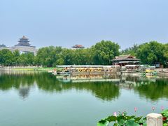 -莲花池公园