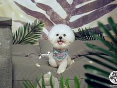 -超宠爱宠物摄影-Super pet