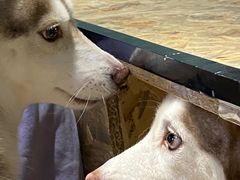 -Husky Go! 哈士奇体验馆·宠物咖啡厅狗咖