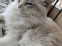 -CAT’S MEWSTAR CAFE·喵星球猫屋(晴湾咖啡店)