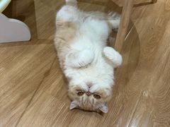 -滚猫咖啡·猫咖·猫友好撸猫(未来城店)