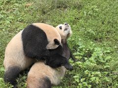 -都江堰中华大熊猫苑