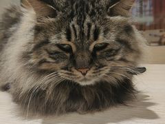 -藏猫猫咖啡主题馆(中央大道店)