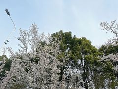 -西京湾花海