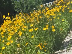 -沪上阿姨鲜果茶(华新大街店)