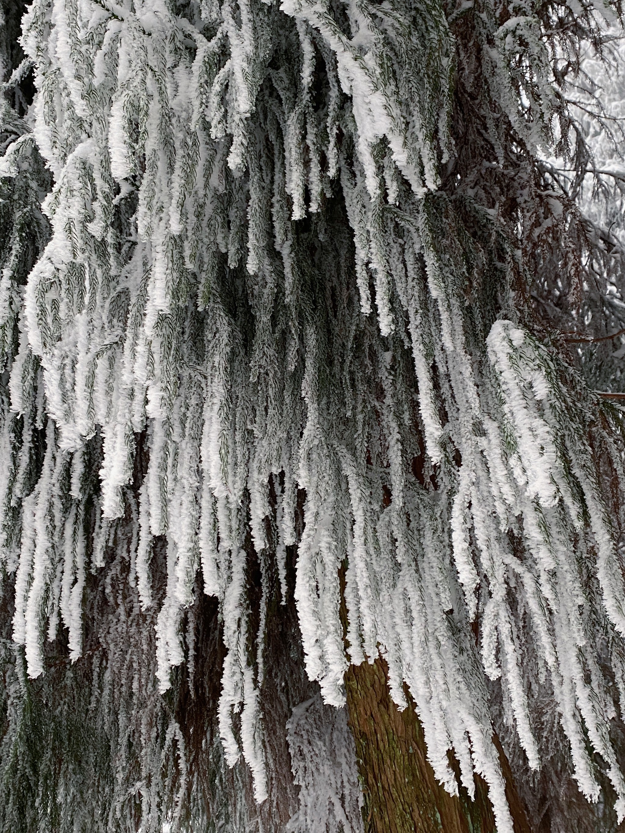 汉中天台山雪景图片