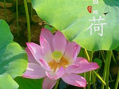 -莲花池公园