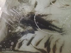 -金台阶鱼馆(于桥水库店)