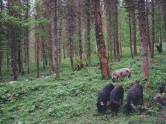 -硗碛藏寨·神木垒景区