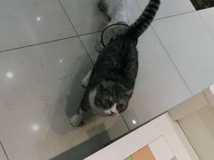 -瑞鹏宠物医院·内科·中兽医·骨科(苗圃店)