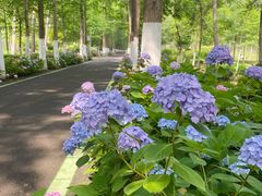 -合肥滨湖国家森林公园