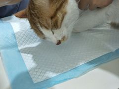 -佳怡动物医院·平价24小时·猫专科骨外科