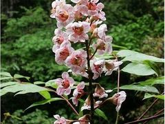 -徂徕山森林康养度假谷温泉
