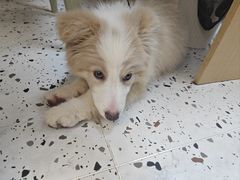 -瑞派康怡24h宠物医院·犬猫医疗中心·微创绝育(瑞景分院)