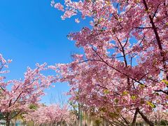 -新江湾城公园