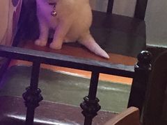 -李小姐の猫咖啡馆(五角场店)