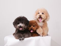 -佳雯宠物医院(四明中路分院)