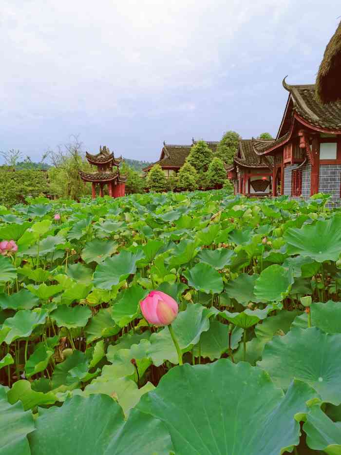 荷花山庄-"6月份正是荷花盛开的季节,端午节去荷花山.