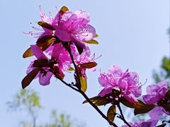 -黑龙江省森林植物园