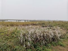-盐城丹顶鹤湿地生态旅游区