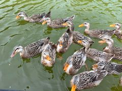 -长白岛森林公园