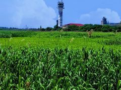 -上海吴淞炮台湾国家湿地公园