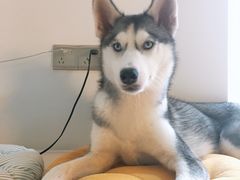 -Husky Go! 哈士奇体验馆·宠物咖啡厅狗咖