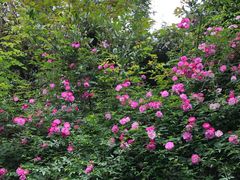 -铁山坪森林公园