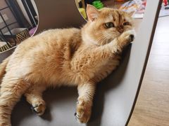 -东方名猫馆·英短金渐层布偶猫舍(环线广场1号楼店)