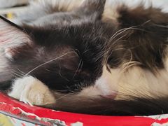 -平行世界·猫咖(首经贸店)