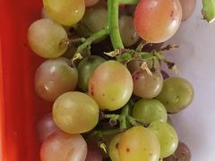 -马陆小张葡萄园农家乐