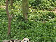 -中国大熊猫保护研究中心雅安碧峰峡基地