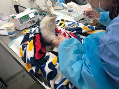 -北京恒爱动物医院(清景园分院)