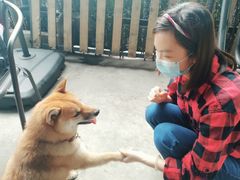 -柴犬高等学院·狗咖·柴犬售卖·宠物训练