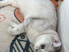 -爱洗澡的猫(望京店)