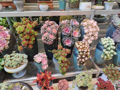 -双季花艺园艺市场(浦东店)