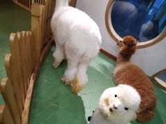 -藦茜花园宠物主题亲子互动体验馆(国顺东路店)