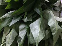 -凤来栖·净庭院·火锅(欧尚店)