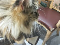 -猫小院猫主题餐厅(南锣旗舰店)