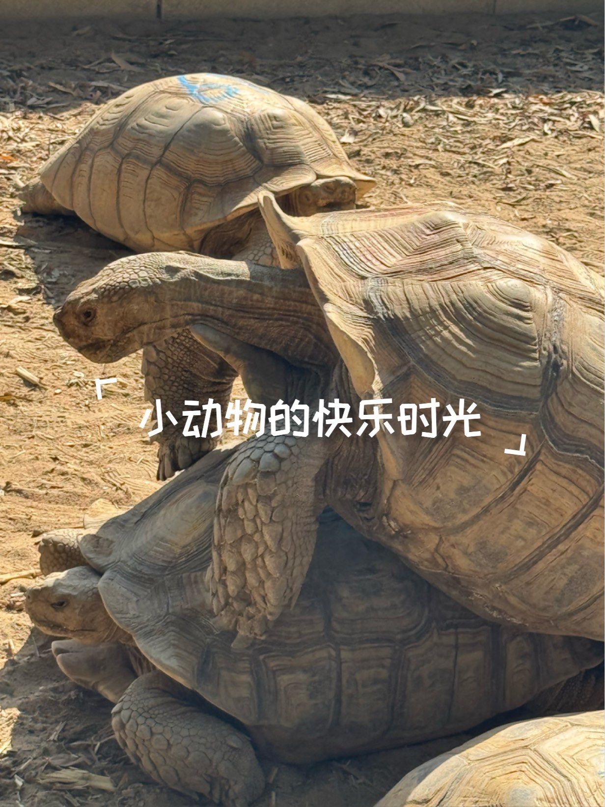 小动物的快乐时光