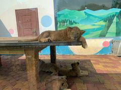 -大连森林动物园