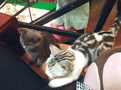 -李小姐の猫咖啡馆(五角场店)