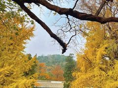 -潭柘寺景区
