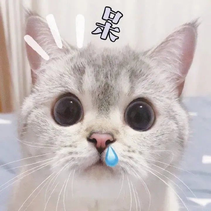 猫咪表情包大放送