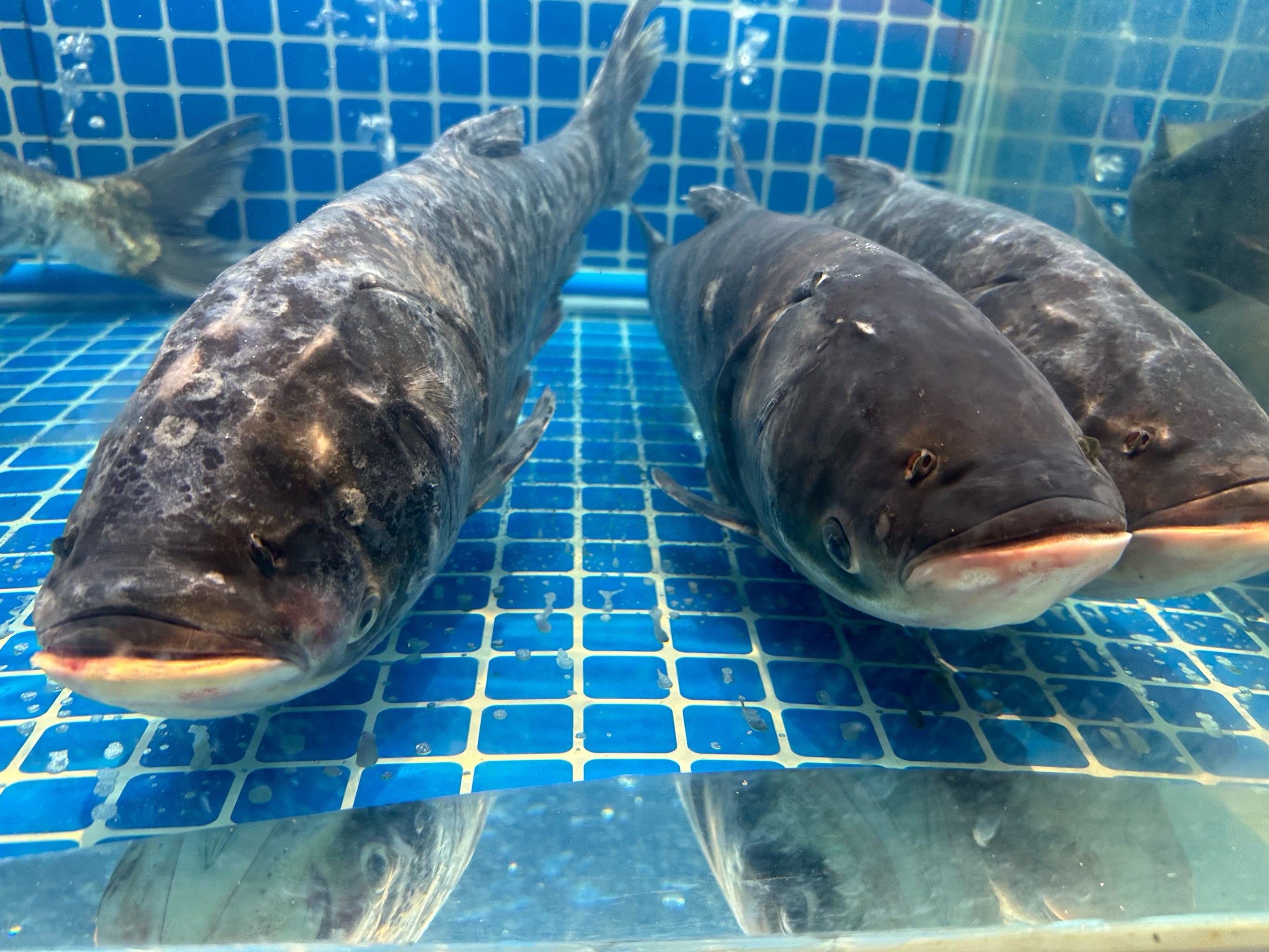 活鱼 黑鱼 • 鲜嫩爽滑:黑鱼肉质鲜