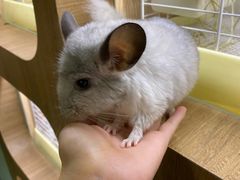 -藦茜花园宠物主题亲子互动体验馆(国顺东路店)