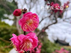 -莘庄公园