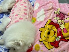 -谐和益家动物医院·免疫绝育·血液透析·宠保定点医院(高新伊藤分院)