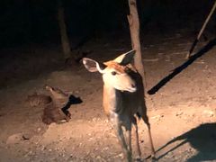 -清迈夜间动物园