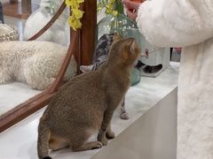 -共舞时光猫咖·狗咖(新街口店)